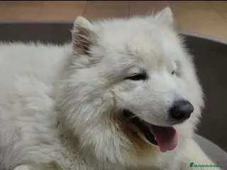 Samoyedo perros Samoyedos preciosos - Anuncio 3