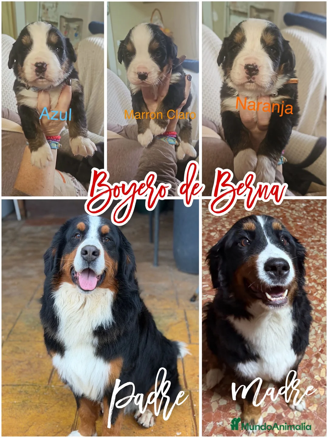 Boyero de Berna perros en venta: Boyero de Berna increíbles cachorros  - Anuncio 2