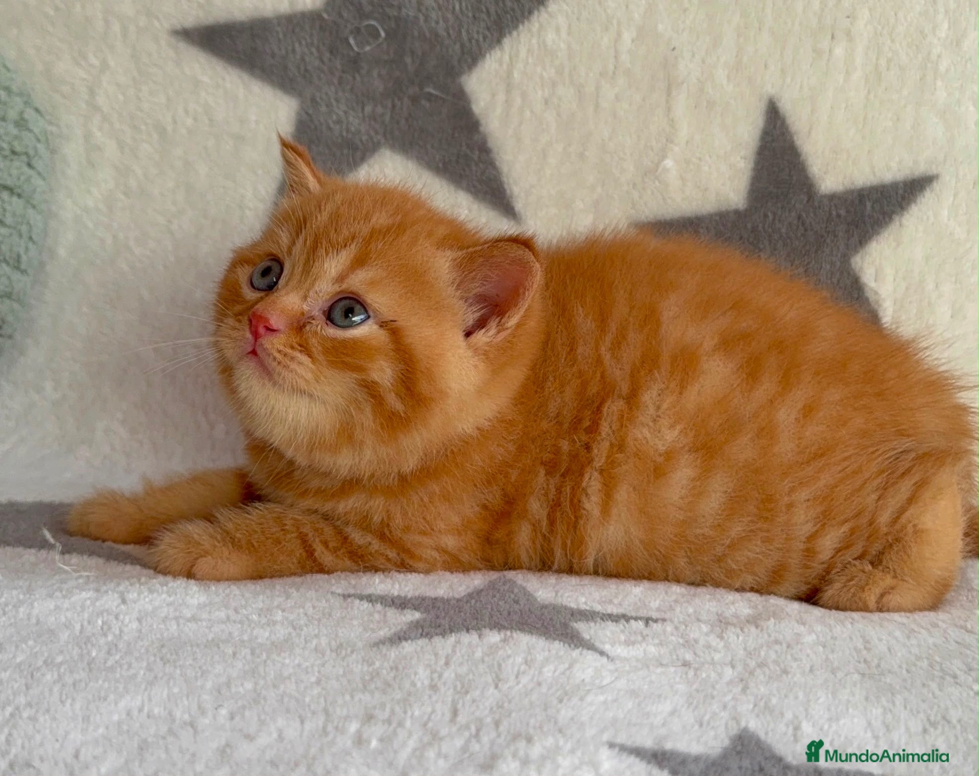 Británico de Pelo Corto gatos Gatitos British Shorthair con Pedigrí - Anuncio 2