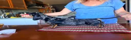 Teckel perros en venta: Preciosa hembra Teckel kaninchem arlequín plata  - Anuncio 8