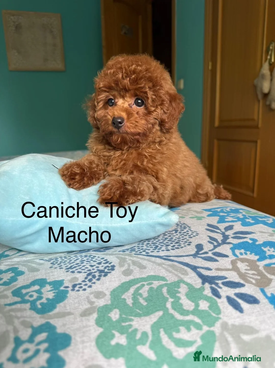 Caniche Toy perros en venta: Caniche toy asiáticos precioso y pequeñito !! - Anuncio 2