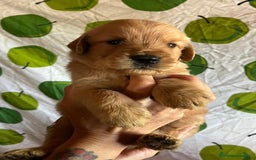 Goldendoodle perros en venta: Goldendoodle  - Imagen 8