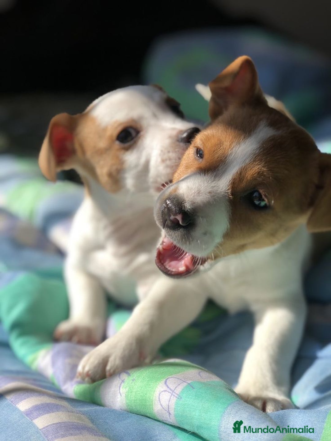 Jack Russell Terrier perros en venta: Jack Russell Terrier - Anuncio 1