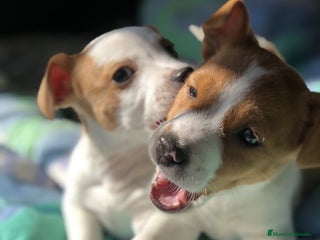 Jack Russell Terrier perros Jack Russell Terrier - Anuncio 1