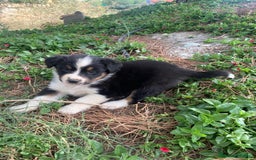 Pastor Australiano perros en venta: PASTOR AUSTRALIANO  - Imagen 7