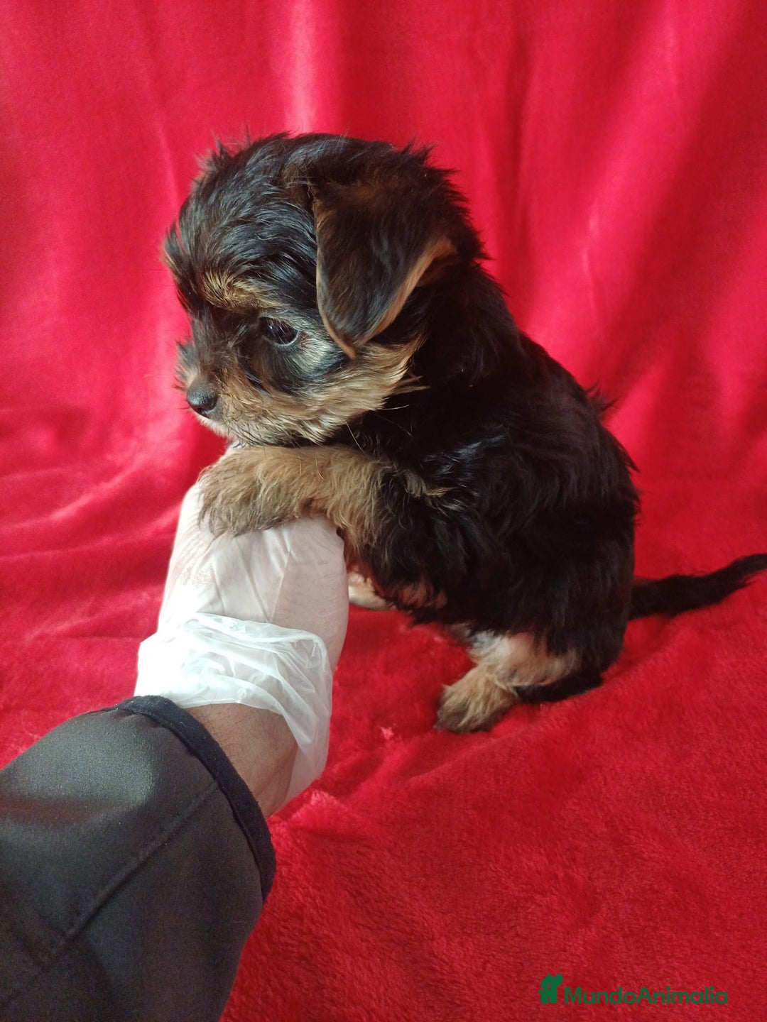 Yorkshire Terrier perros en venta: Yorkshire Mini  - Anuncio 2