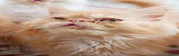 Persa gatos en venta: CACHORRO PERSA ROJO - Anuncio 3