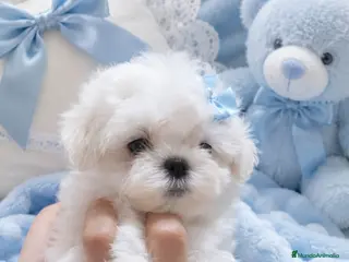 Bichón Maltés perros BICHON MALTES COREANO MINIATURA MÁXIMA CALIDAD - Anuncio 1