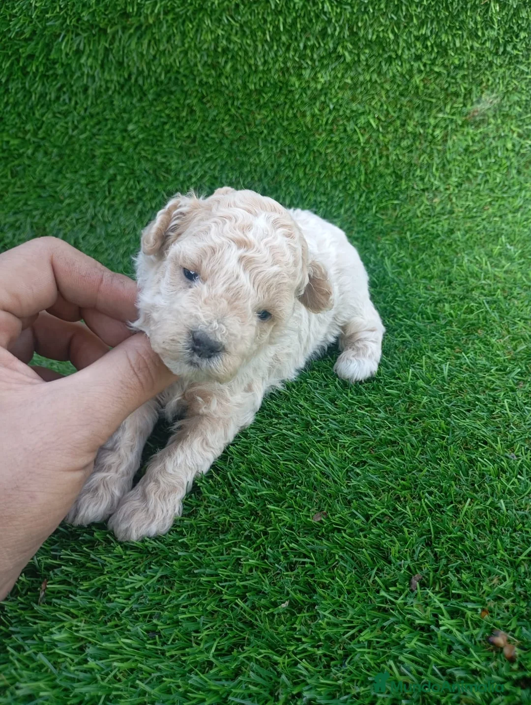 Caniche Mediano perros en venta: Disponible preciosos caniches  en Sevilla - Anuncio 2
