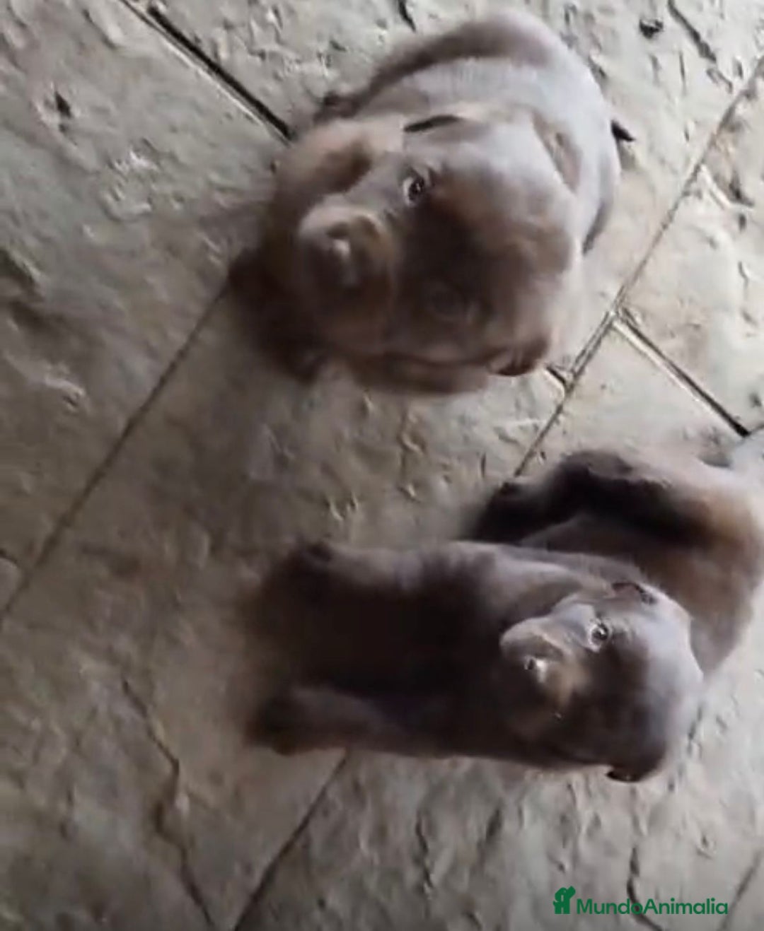 Labrador Retriever perros en venta: Labrador retriever  - Anuncio 1