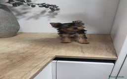 Yorkshire Terrier perros en venta: Macho yorkshire toy - Imagen 8