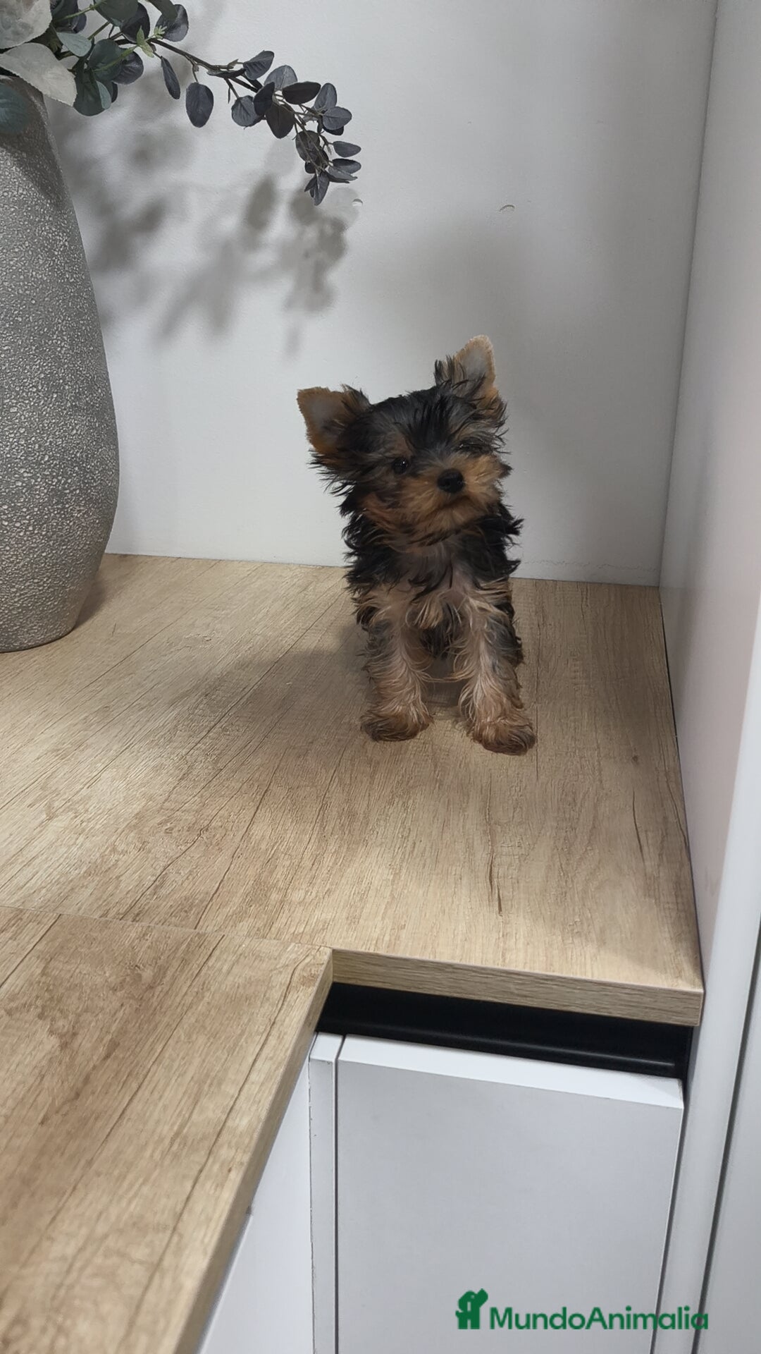 Yorkshire Terrier perros en venta: Macho yorkshire toy - Imagen 8