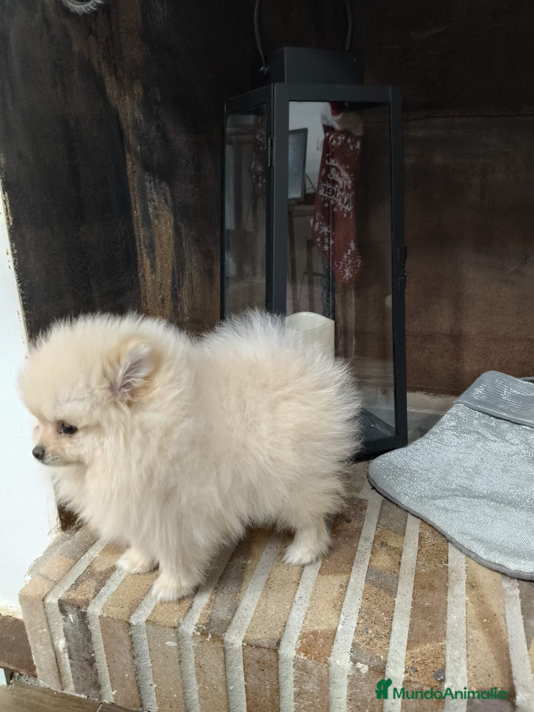 Pomerania perros en venta: Lulú Pomerania ♂️♀️ - Imagen 5