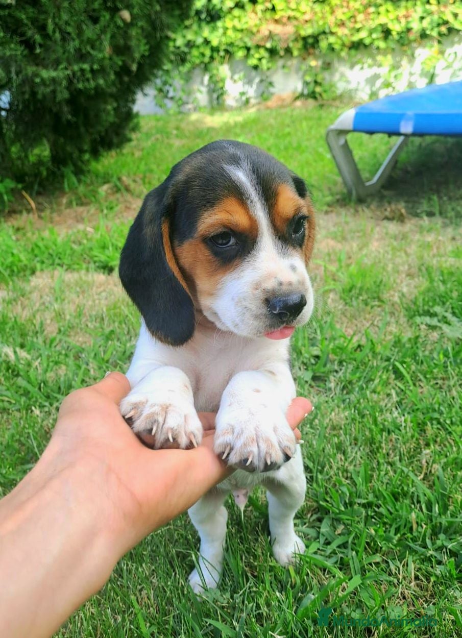 Beagle perros Beagle linea Inglesa - Anuncio 1