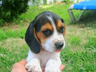Beagle perros Beagle linea Inglesa - Anuncio 2