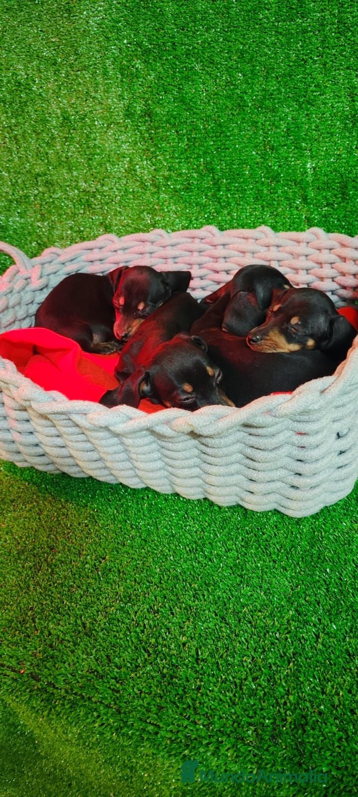 Teckel perros Teckel kanichen  - Anuncio 1