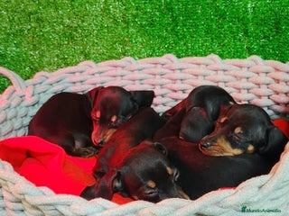 Teckel perros Teckel kanichen - Anuncio 1