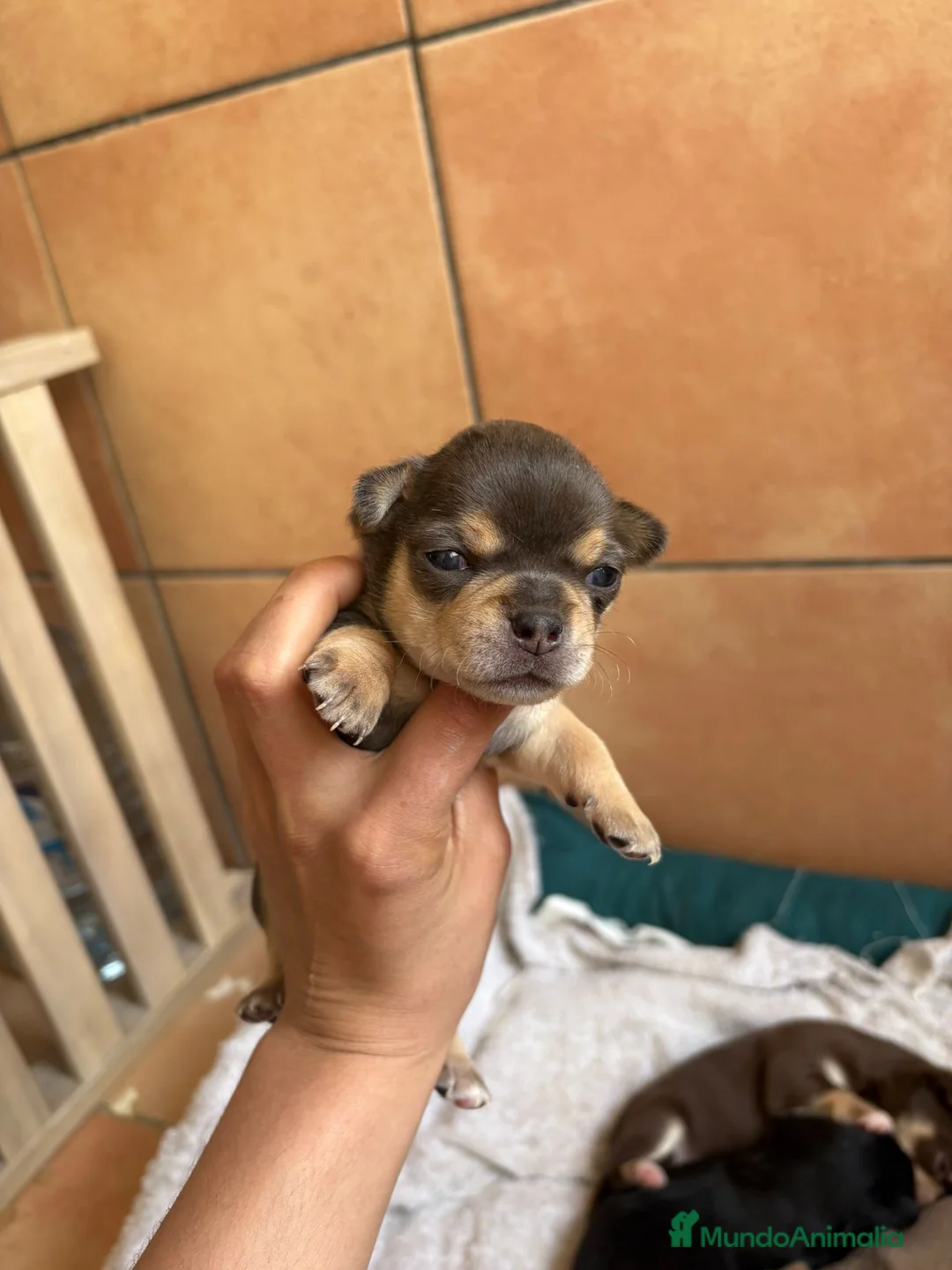 Chihuahua perros en venta: Chihuahua Blue merle macho🩵🐾 - Anuncio 2