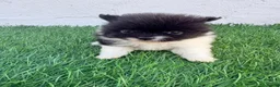 Pomerania perros en venta: Pomerania - Anuncio 13