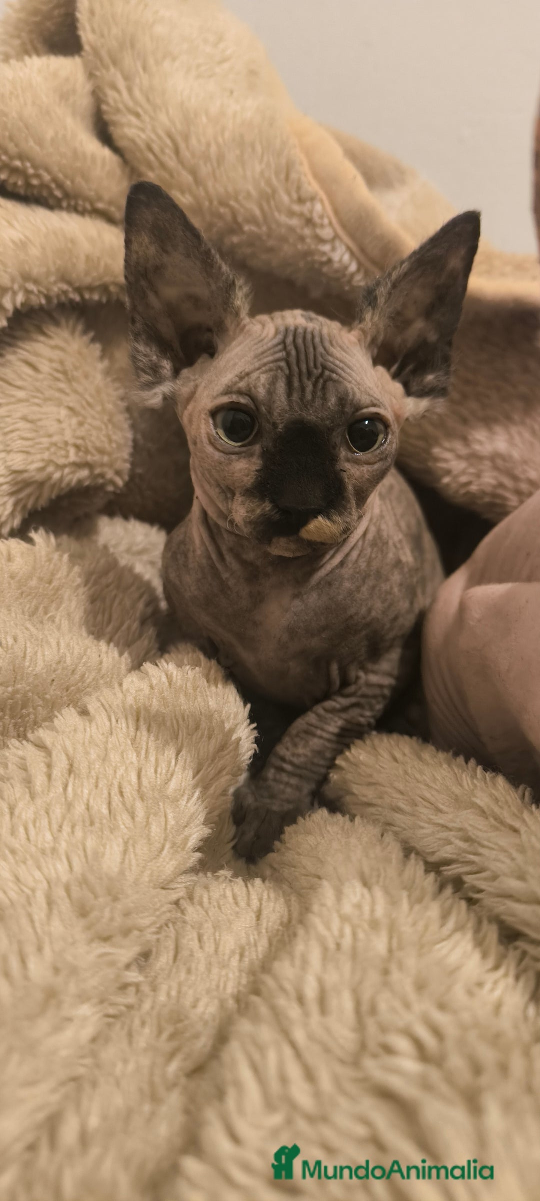 Sphynx gatos en venta: Última hembra sphynx  - Anuncio 2
