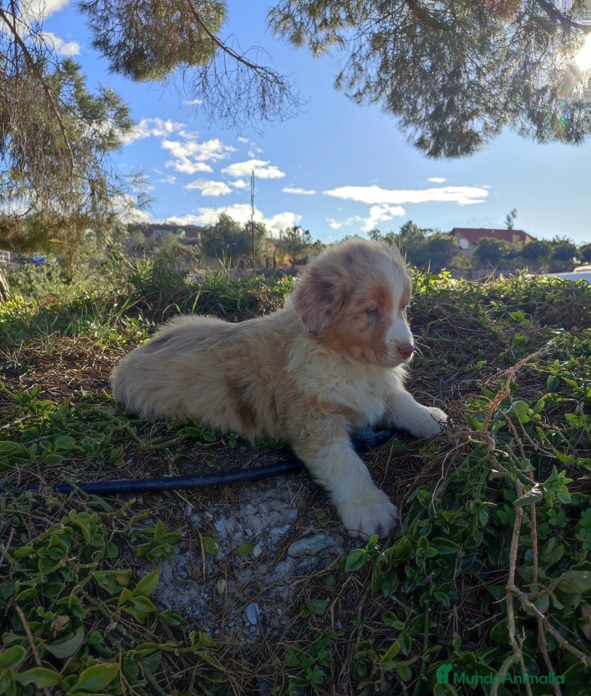 Pastor Australiano perros PASTOR AUSTRALIANO  - Anuncio 18