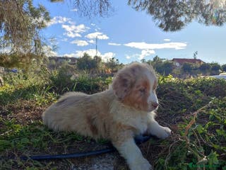 Pastor Australiano perros PASTOR AUSTRALIANO - Anuncio 2