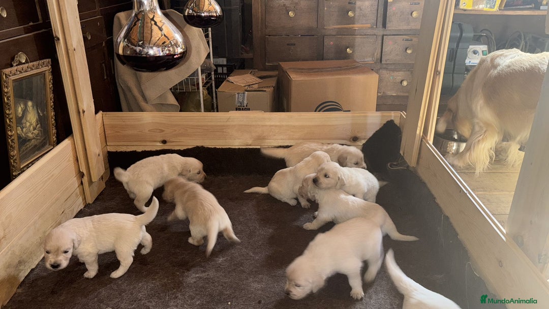 Golden Retriever perros en venta: Golden retriever  - Imagen 9