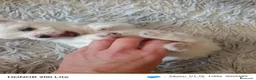Bichón Maltés perros en venta: Bichoncitos Adorables - Anuncio 6