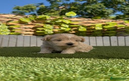 Maltipoo perros en venta: MALTIPOO MACHO - Imagen 14