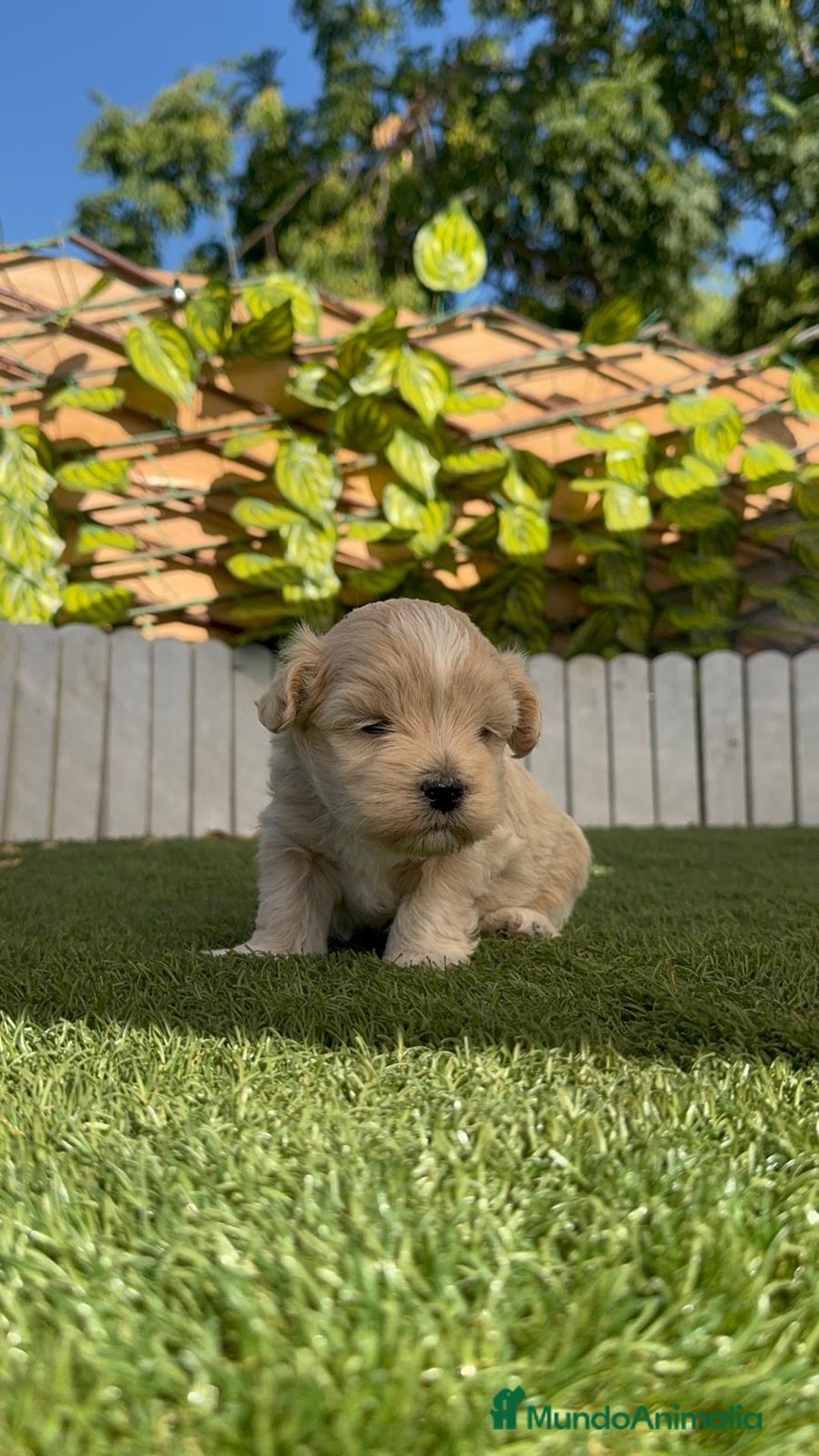 Maltipoo perros en venta: MALTIPOO MACHO - Imagen 14