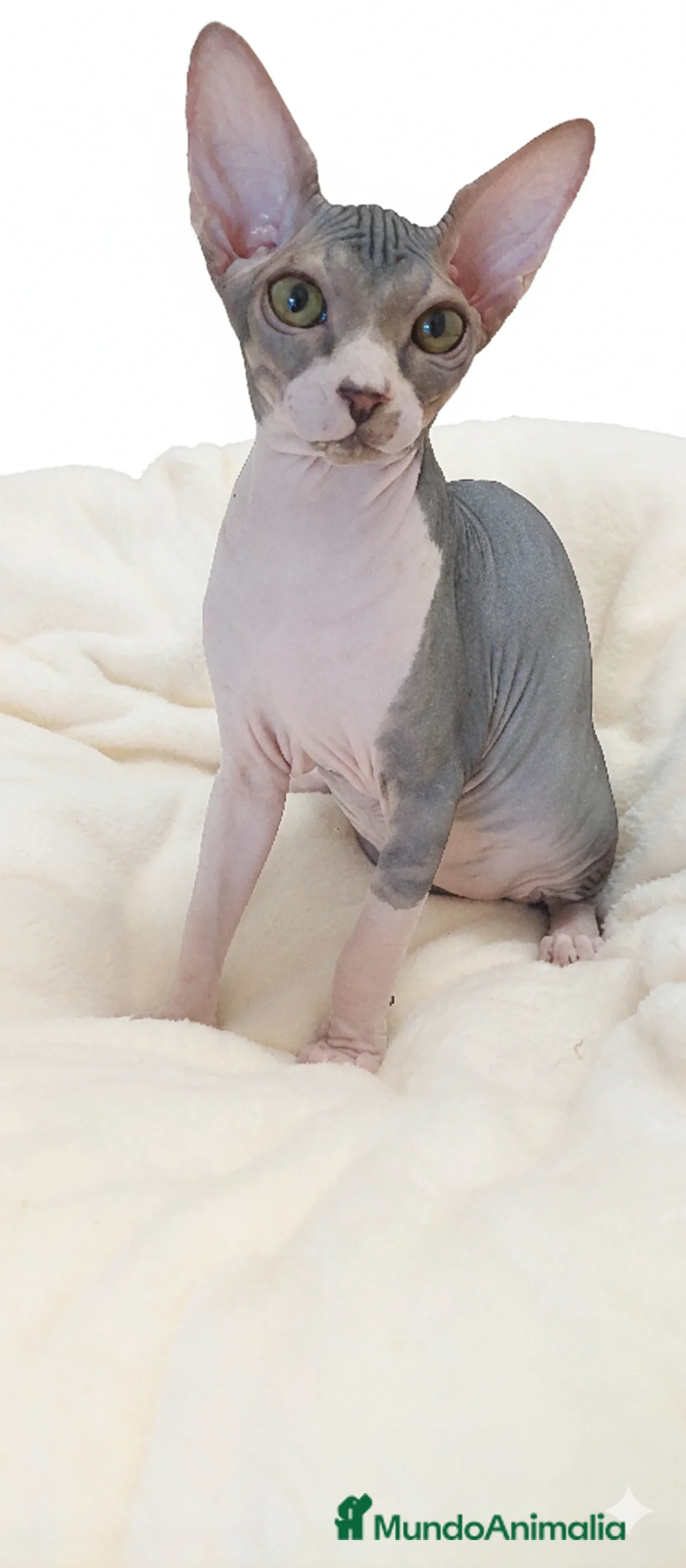 Sphynx gatos en venta: Precioso machito bicolor tabby  - Anuncio 10