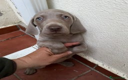 Weimaraner perros en venta: CACHORRITA DE BRACO DE WEIMAR  - Imagen 2