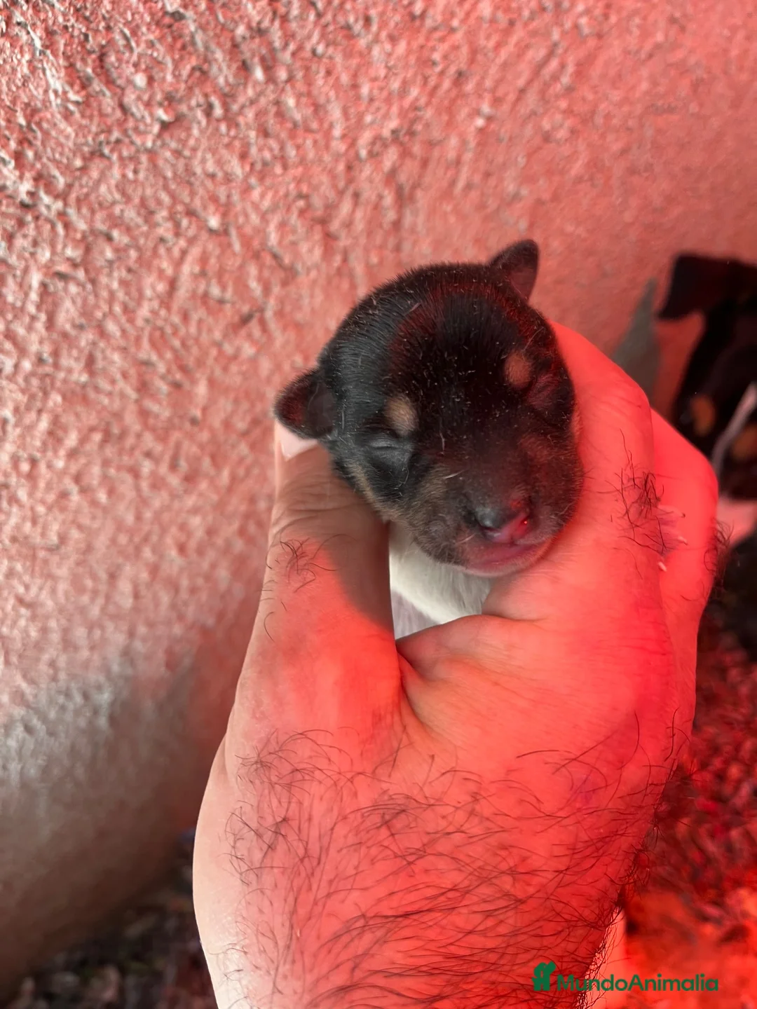 Ratonero Bodeguero Andaluz perros en venta: Ratonero bodeguero andaluz  - Anuncio 4