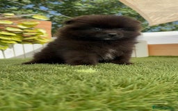 Pomerania perros en venta: POMERANIA MACHO - Imagen 12