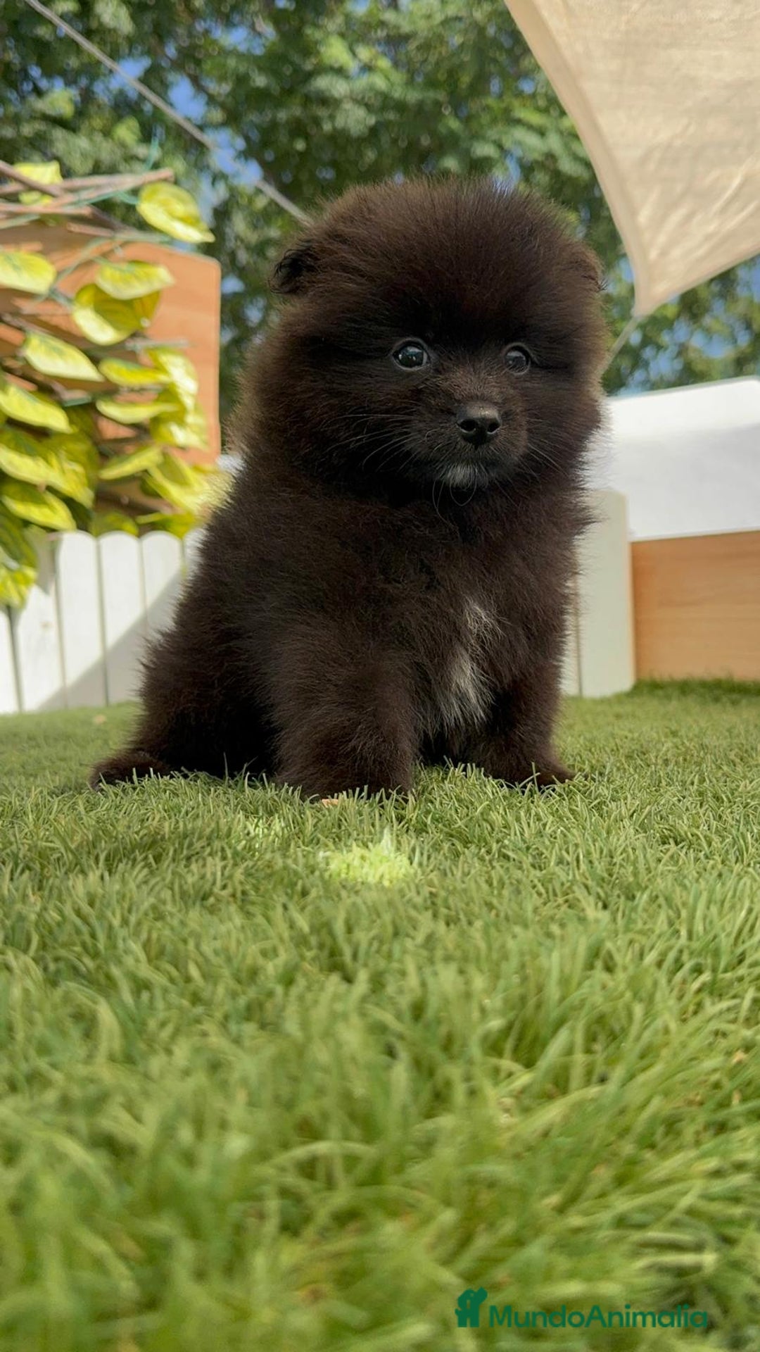 Pomerania perros en venta: POMERANIA MACHO - Imagen 12