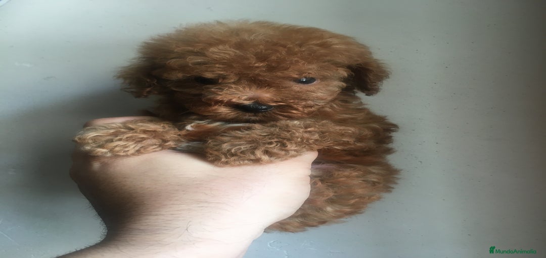 Imagen de galería {{count}}