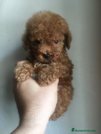 Imagen de galería {{count}}