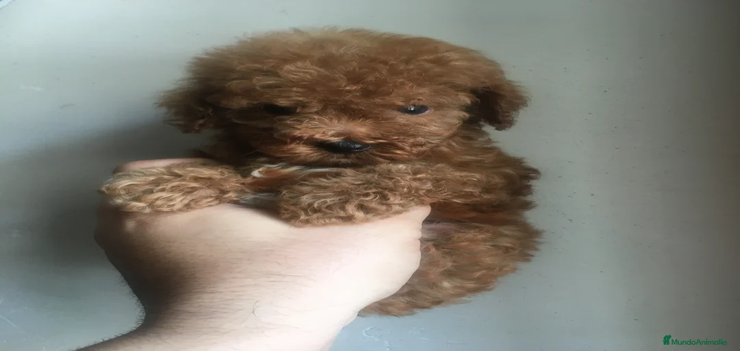 Imagen de galería {{count}}