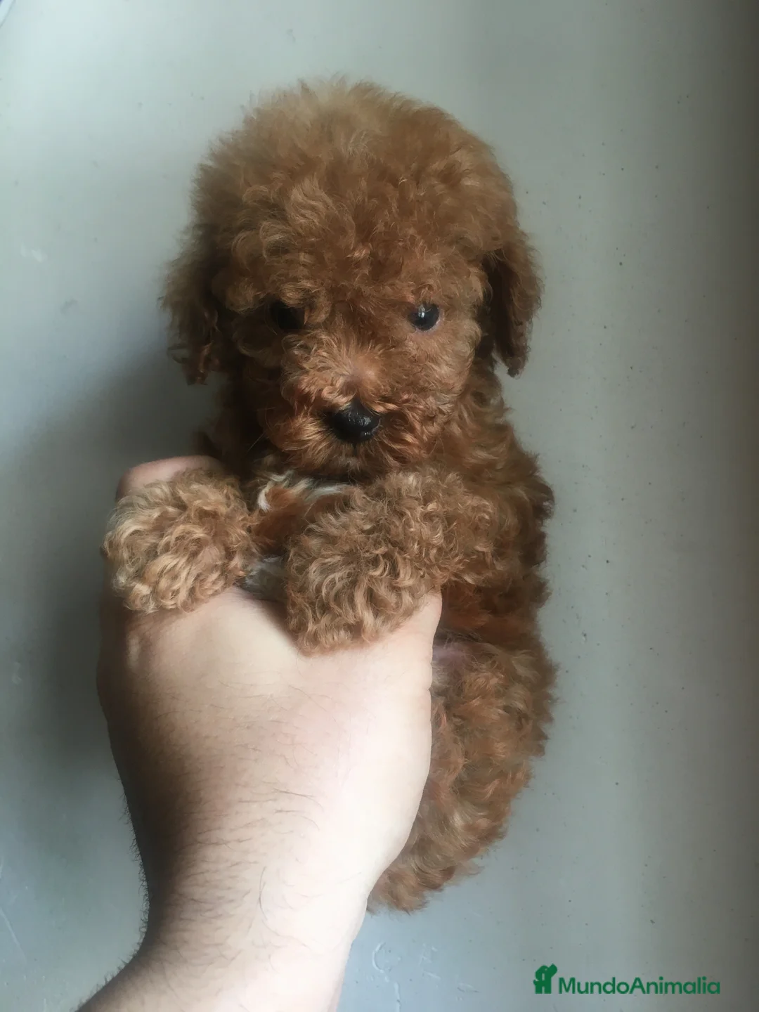 Imagen de galería {{count}}