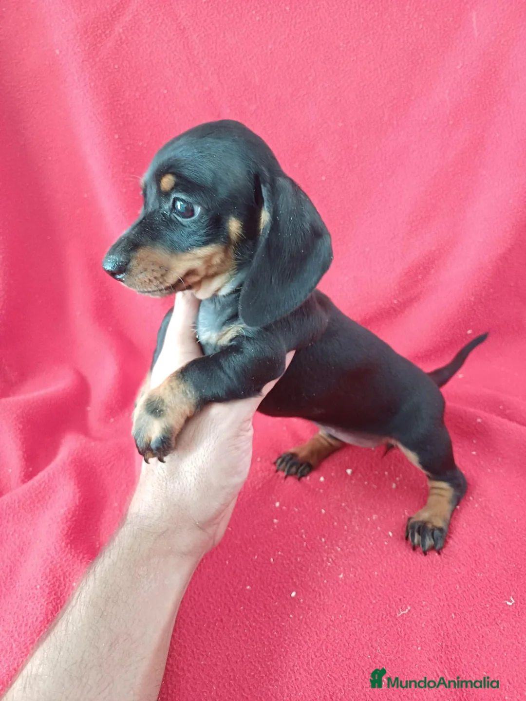 Teckel Miniatura perros en venta: Teckel Mini Negro y Fuego  - Anuncio 2