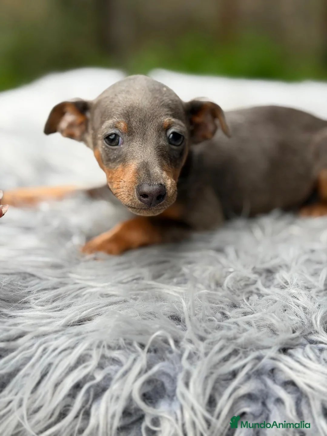 Pinscher Miniatura perros en venta: MINI PINCHER BLUE MACHO - Anuncio 4