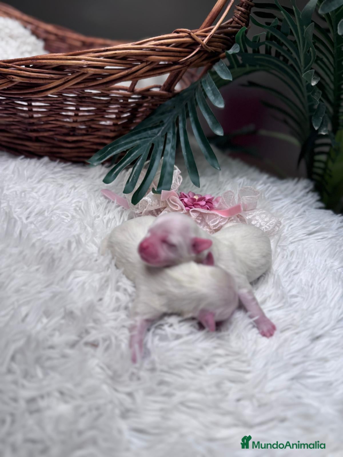 Bichón Maltés perros BICHON MALTES - Anuncio 3