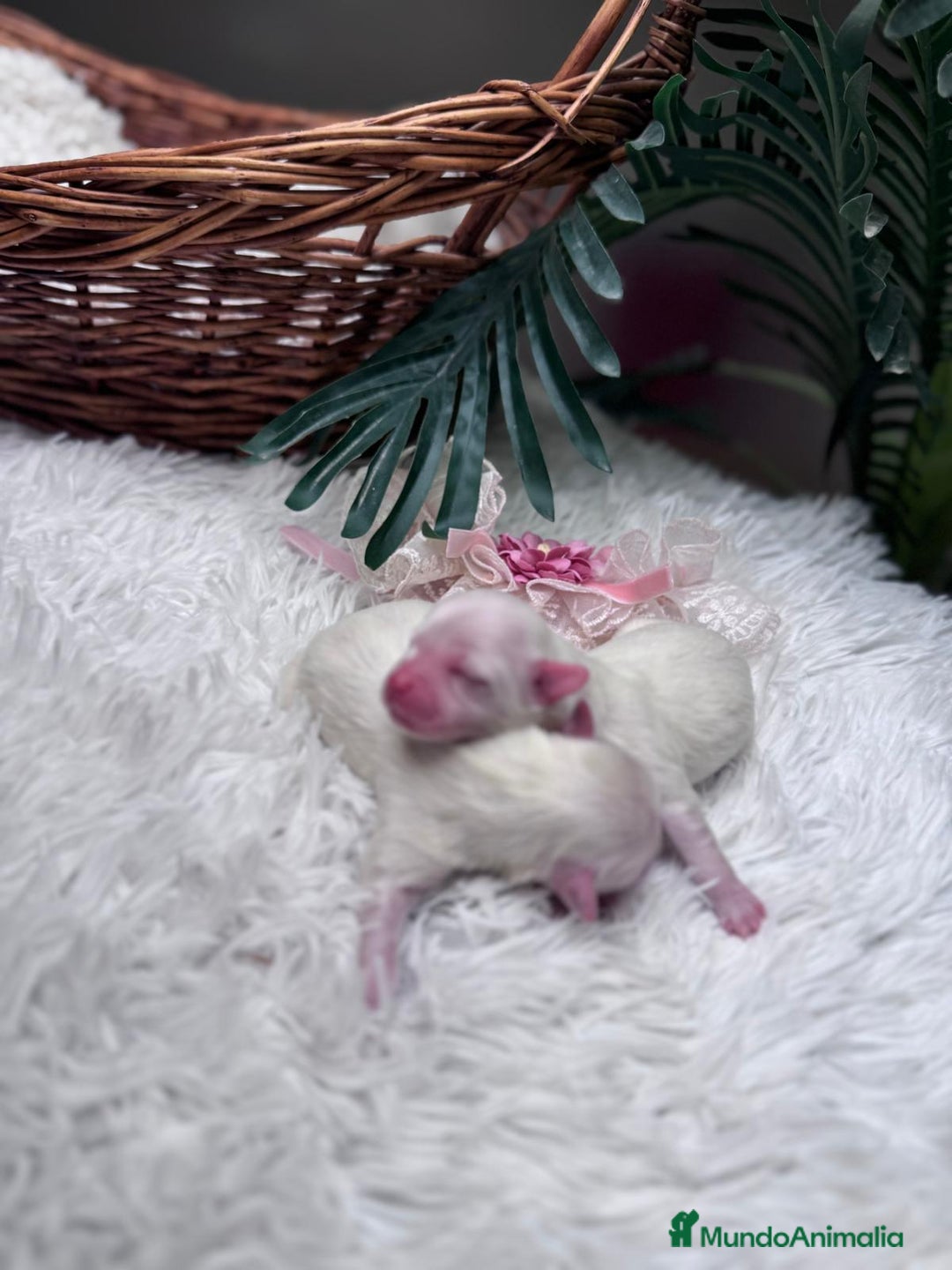 Bichón Maltés perros en venta: BICHON MALTES - Anuncio 1