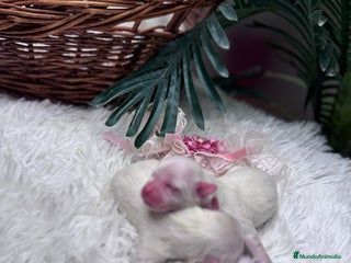 Bichón Maltés perros BICHON MALTES - Anuncio 3