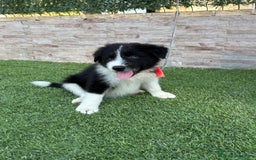 Border Collie perros en venta: Disponible cachorro Border collie  - Imagen 9