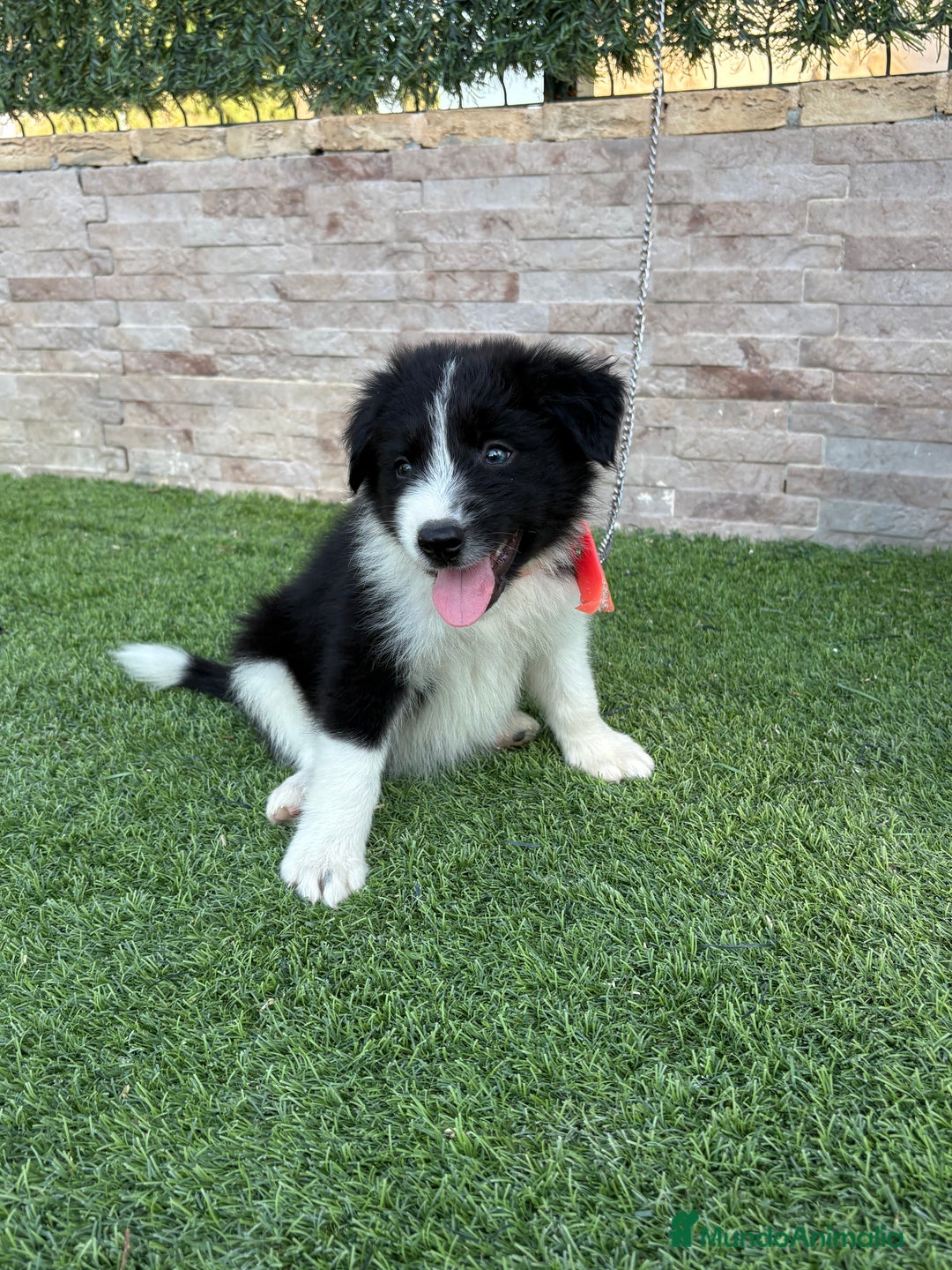 Border Collie perros en venta: Disponible cachorro Border collie  - Imagen 9