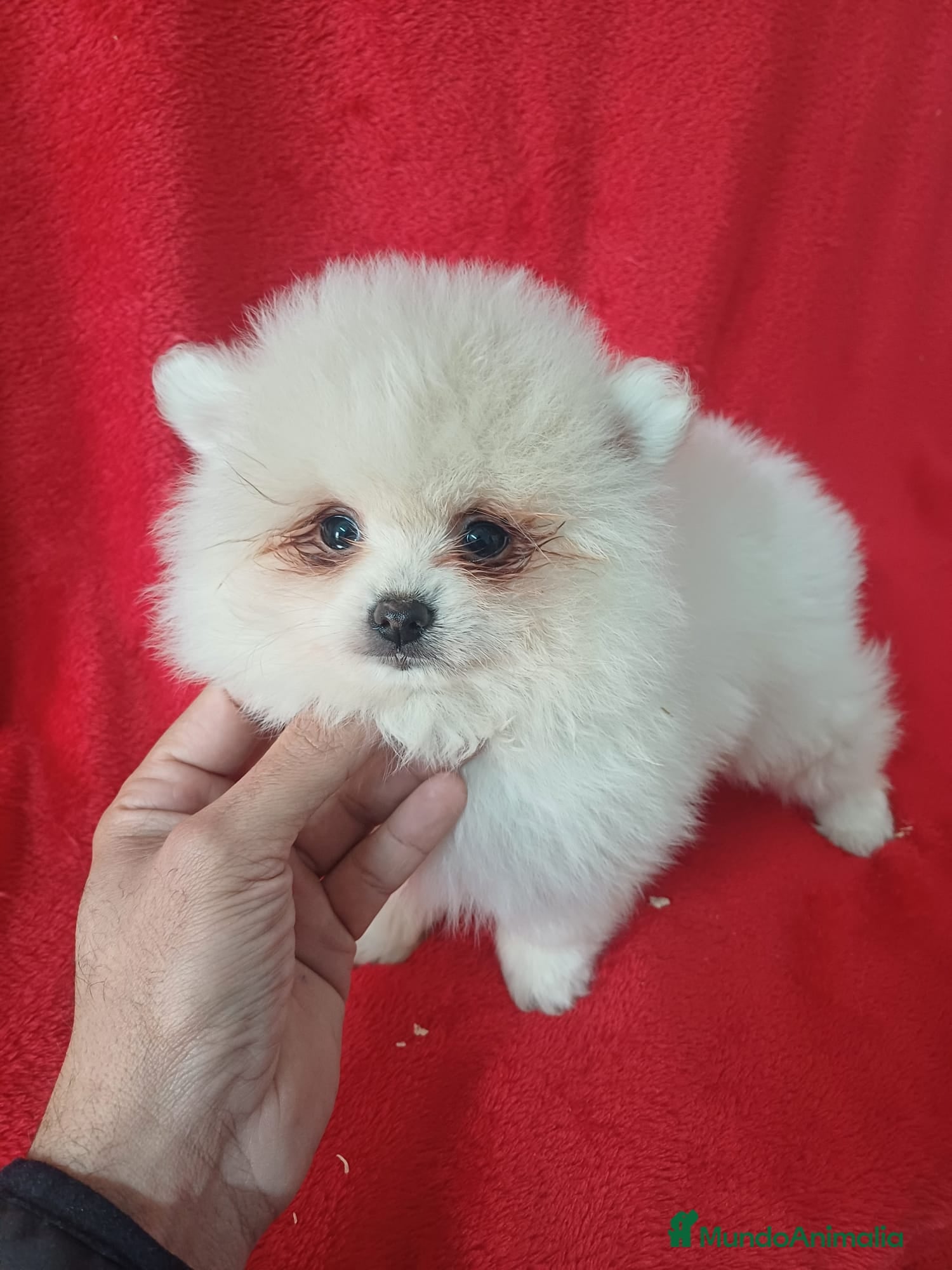 Pomerania perros Pomerania Mini  - Anuncio 3