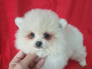 Pomerania perros Pomerania Mini - Anuncio 3