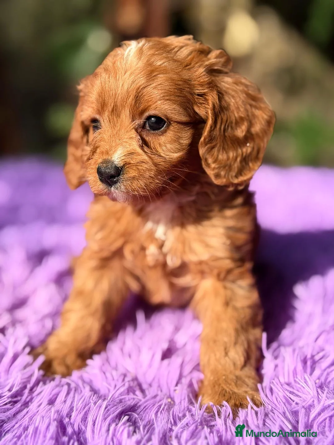 Cavapoo perros en venta: CAMADA CAVAPOO ROJO CALIDAD - Anuncio 7
