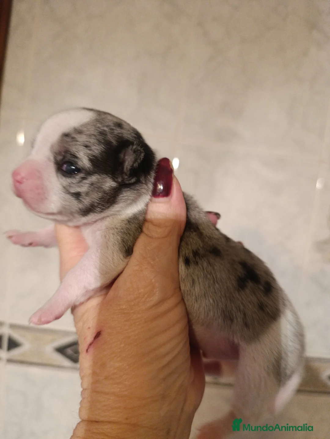 Chihuahua perros en venta: CHIHUAHUAS MERLES EXCLUSIVOS - Anuncio 9
